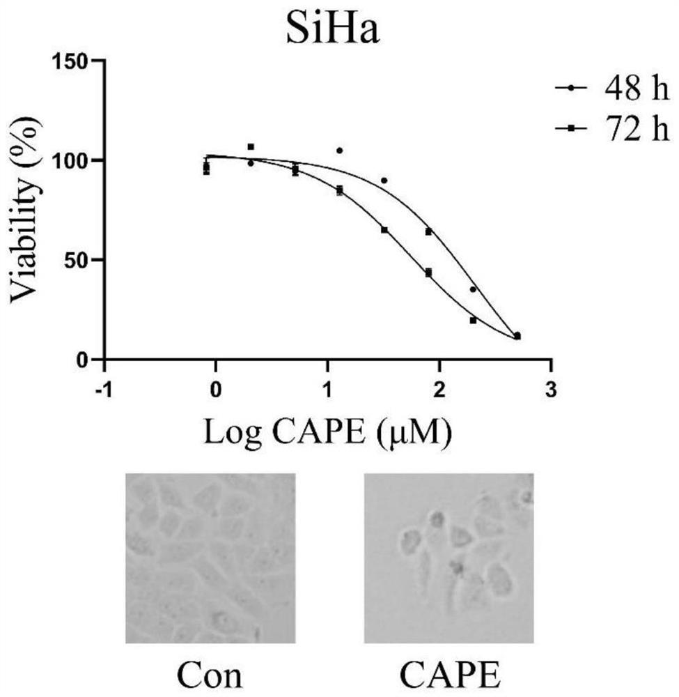 Application of phenethyl caffeate in preparation of anti-cervical cancer drugs