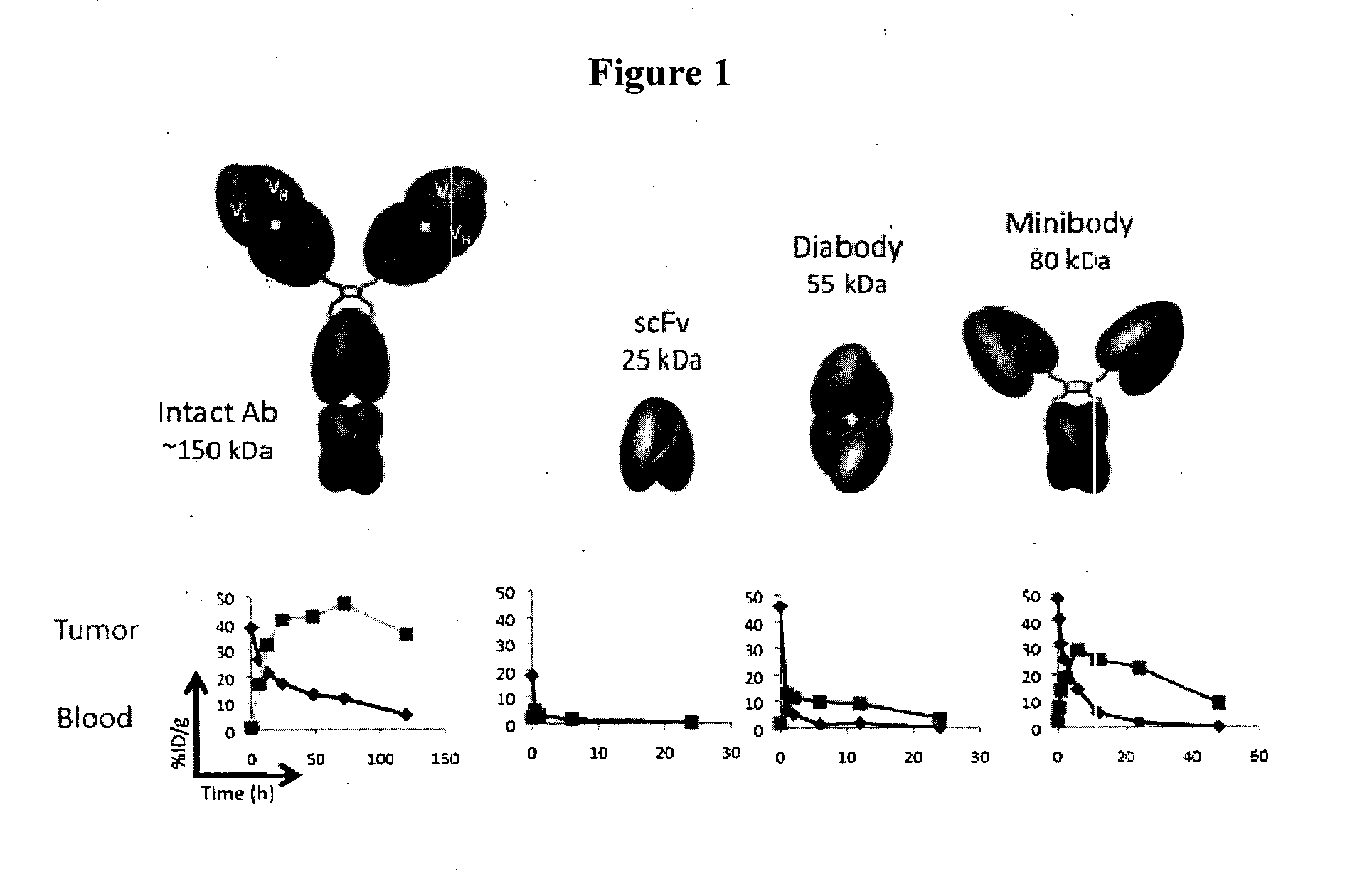 Engineered antibody fragments for targeting and imaging cd8 expression in vivo