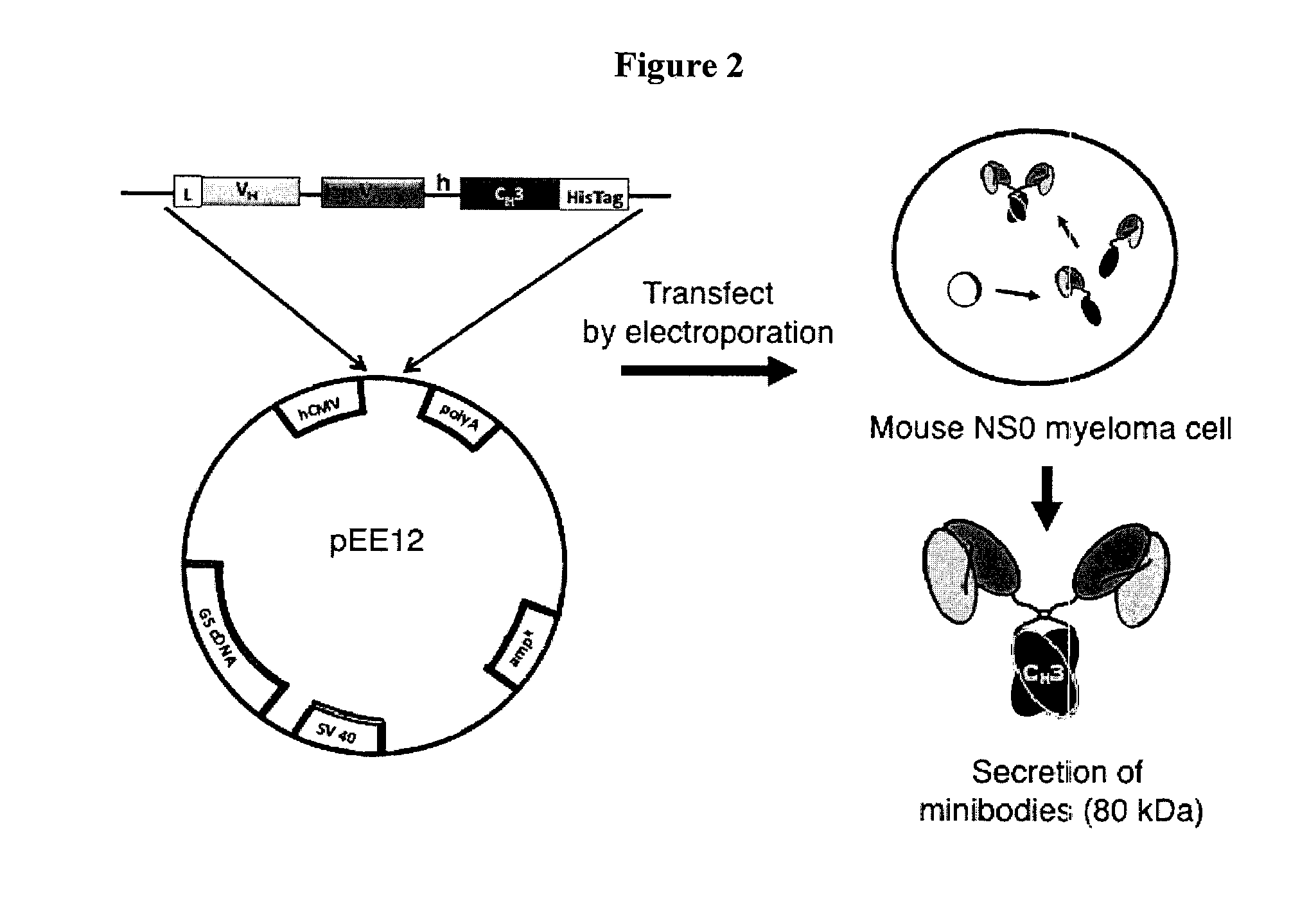 Engineered antibody fragments for targeting and imaging cd8 expression in vivo