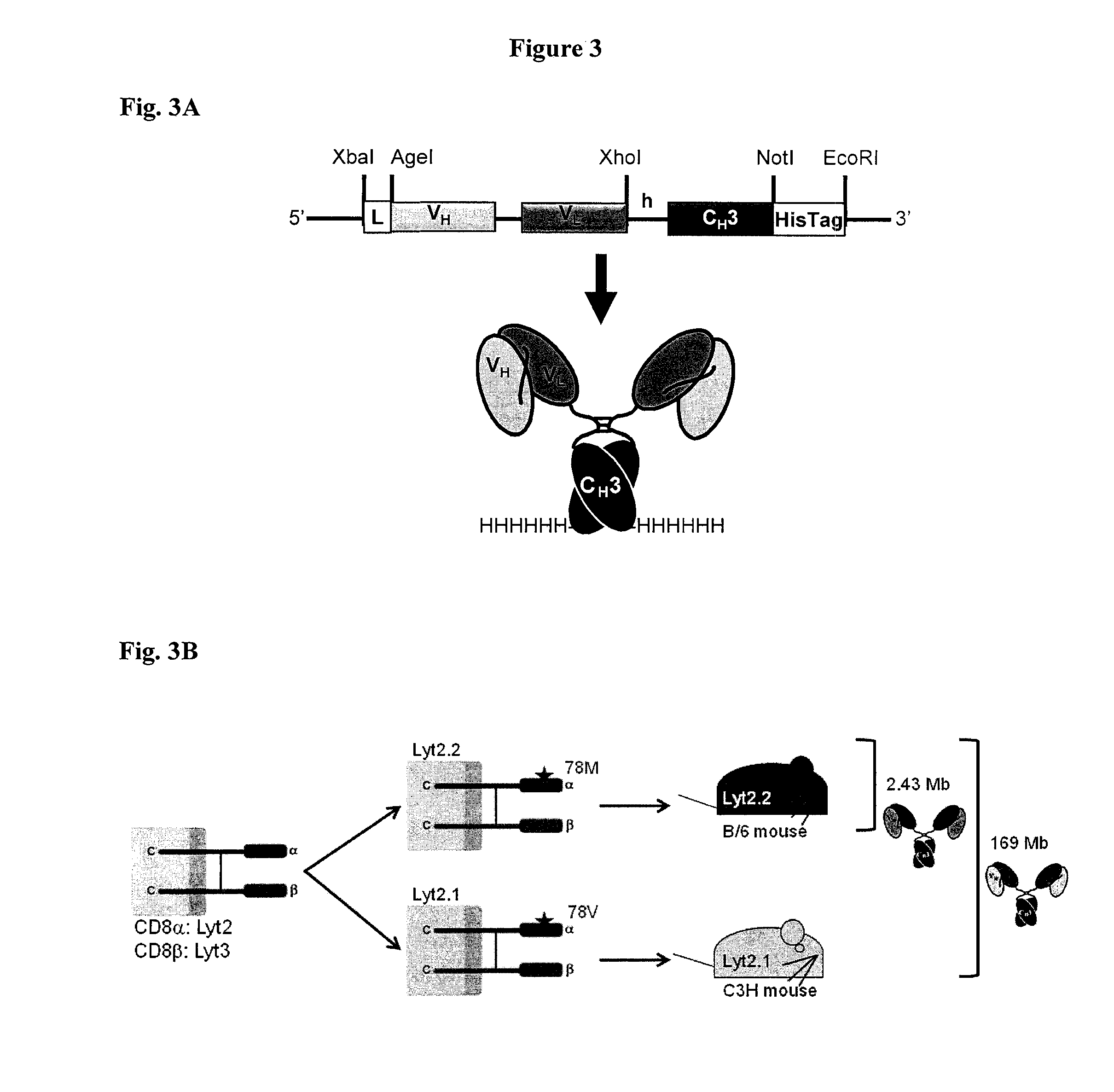 Engineered antibody fragments for targeting and imaging cd8 expression in vivo