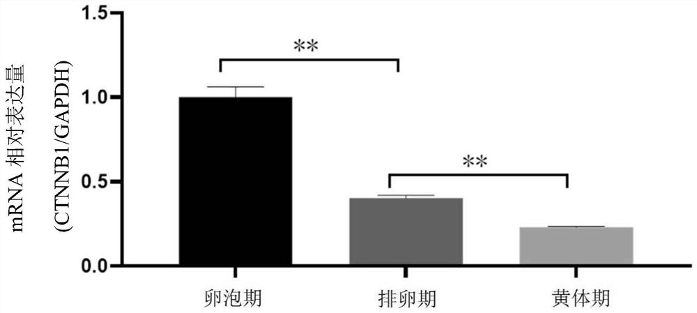 Application of CTNNB1 gene in porcine ovarian granulosa cells