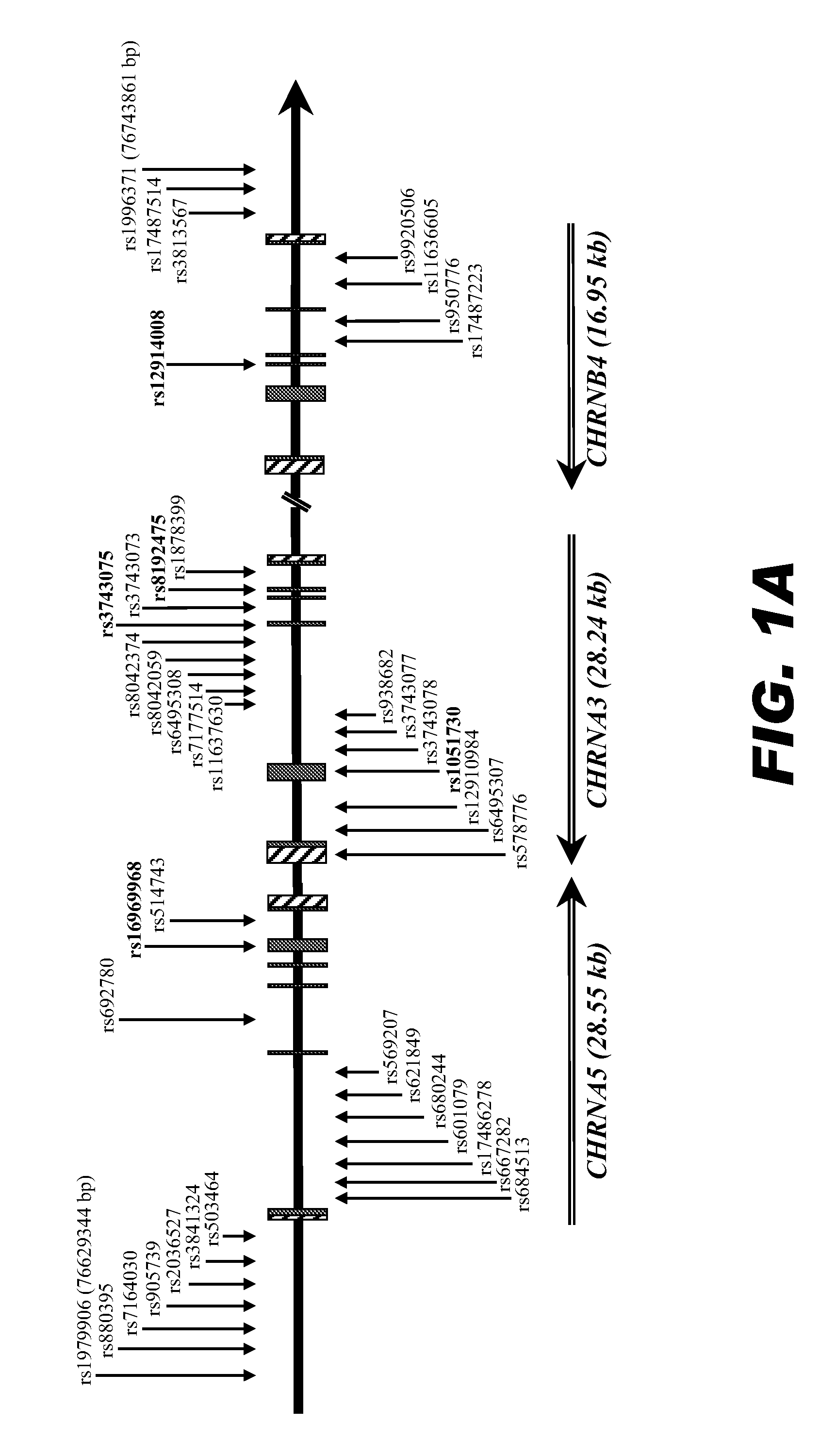 Genetic polymorphisms and substance dependence