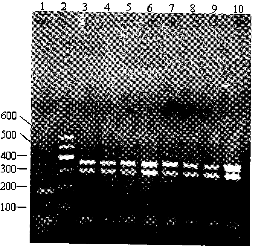 Method for identifying gynostemma pentaphylla and making distinction between gynostemma pentaphylla and cayratia japonica at deoxyribonucleic acid (DNA) level