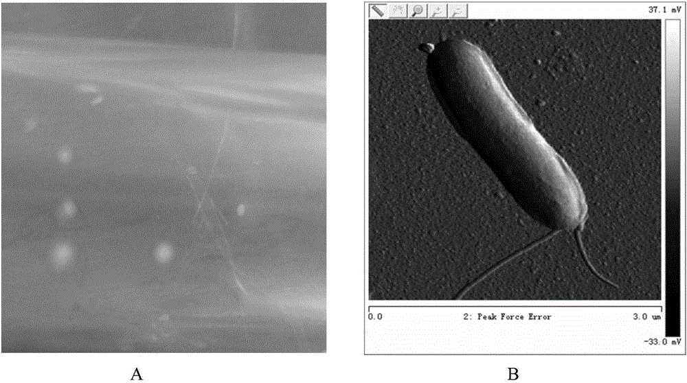 Thermoanaerobacterium thermosaccharolyticum and application thereof to biological hydrogen production