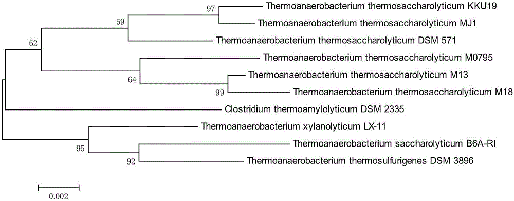 Thermoanaerobacterium thermosaccharolyticum and application thereof to biological hydrogen production