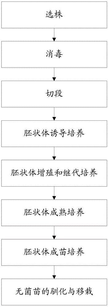 A kind of cultivation method of Sapindus strain regeneration