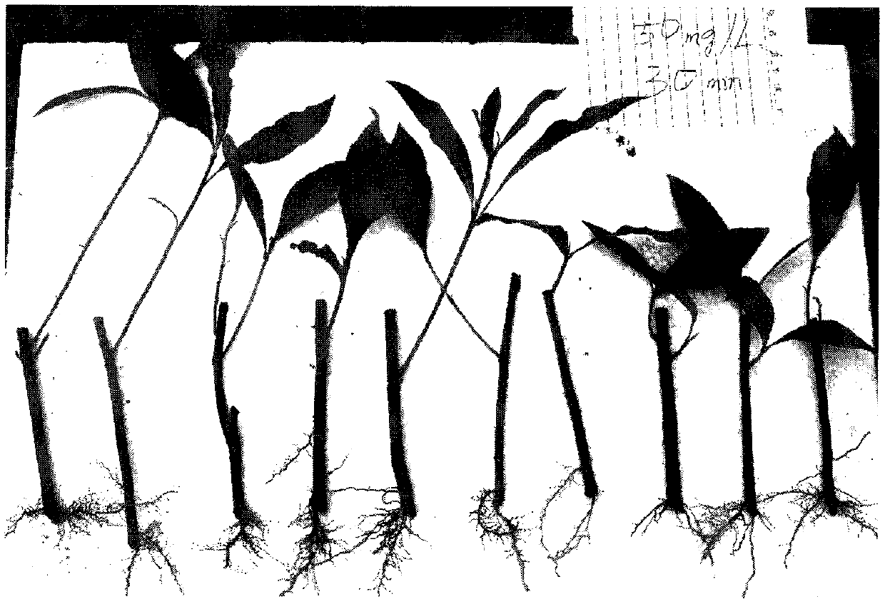 Method for cuttage reproduction of fresh water mangrove plant barringtonia acutangula