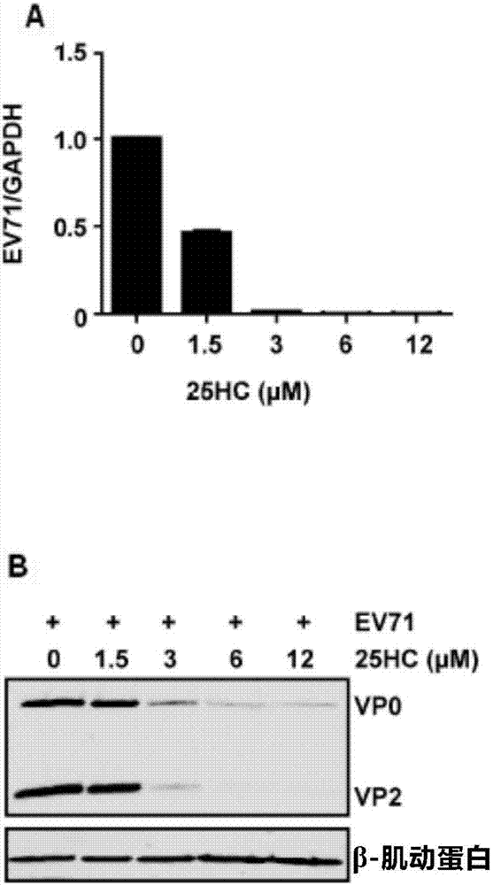 Hydroxycholesterol 25HC and use thereof