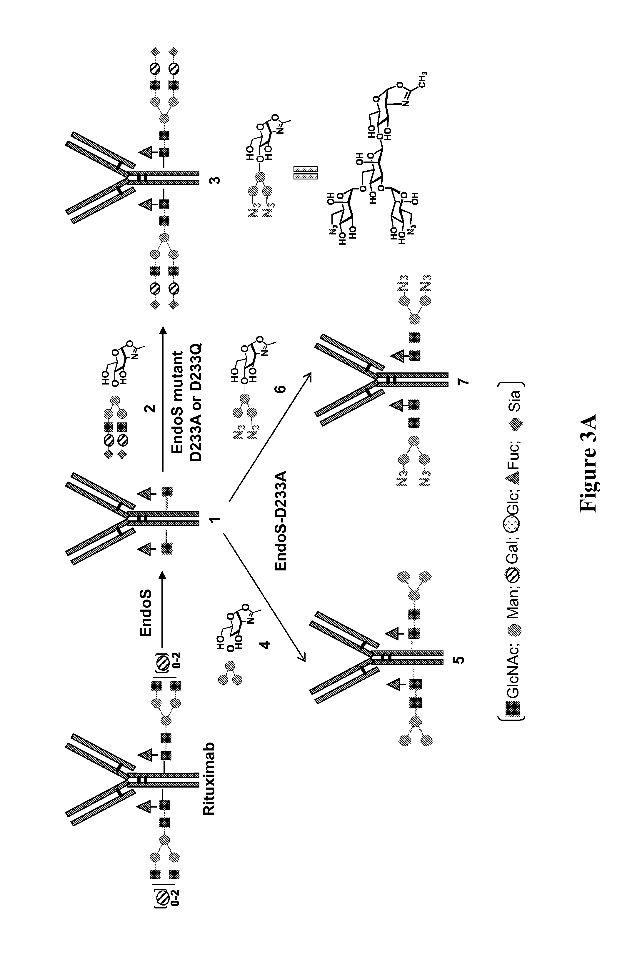 Chemoenzymatic glycoengineering of antibodies and fc fragments thereof