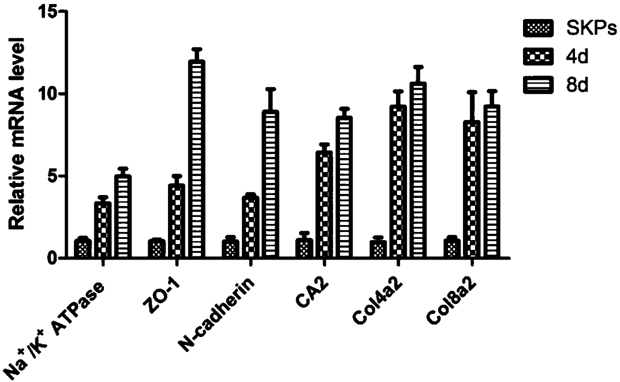 Method for inducing differentiation of human skin-derived precursor cells into corneal endothelial-like cells