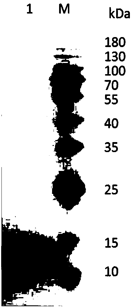 Single domain antibody for resisting CEACAM-5 and application of single domain antibody