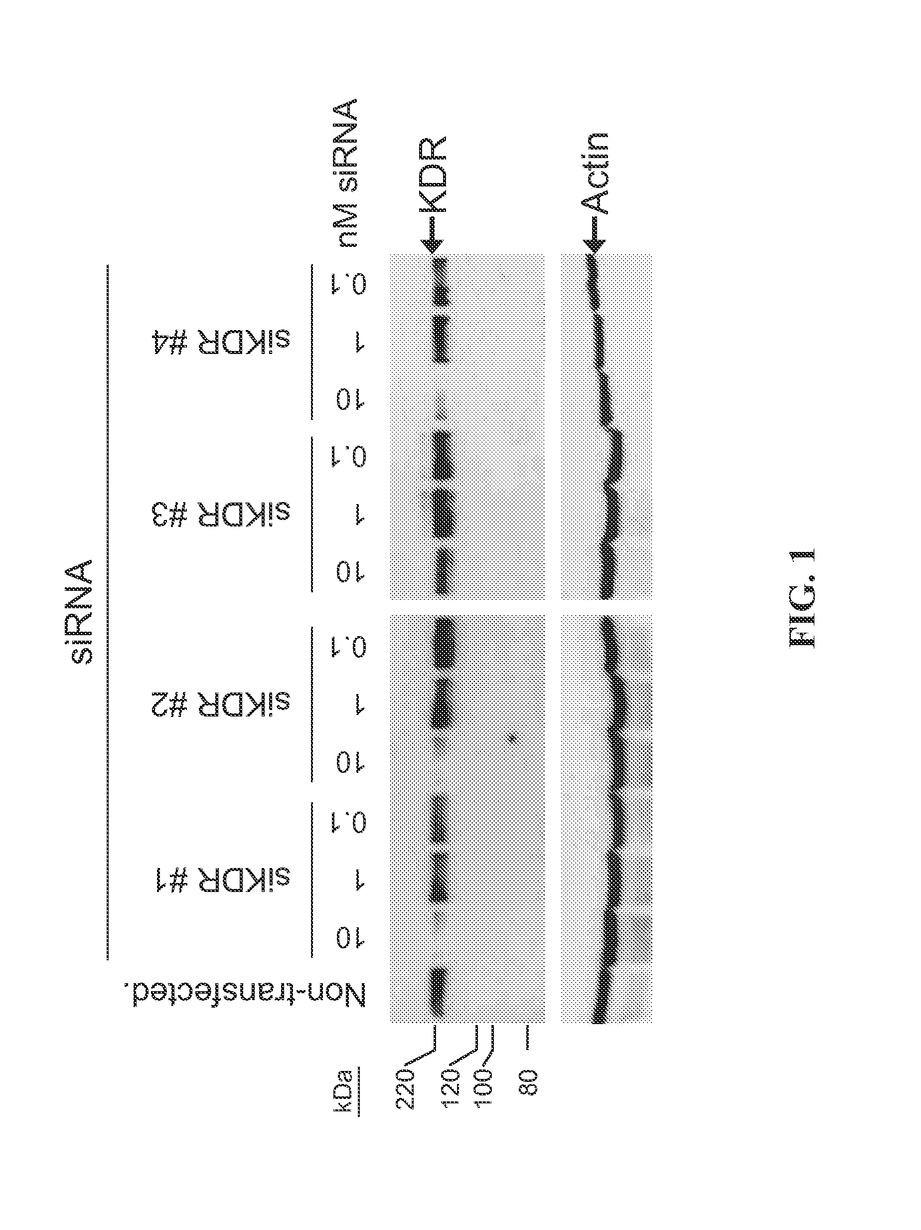 RNAi-MEDIATED INHIBITION OF SELECT RECEPTOR TYROSINE KINASES FOR TREATMENT OF PATHOLOGIC OCULAR NEOVASCULARIZATION-RELATED CONDITIONS