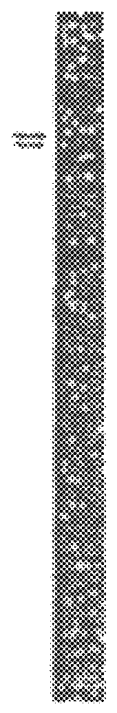 Compositions and methods using complexes of heat shock protein gp96 and antigenic molecules for the treatment and prevention of infectious diseases