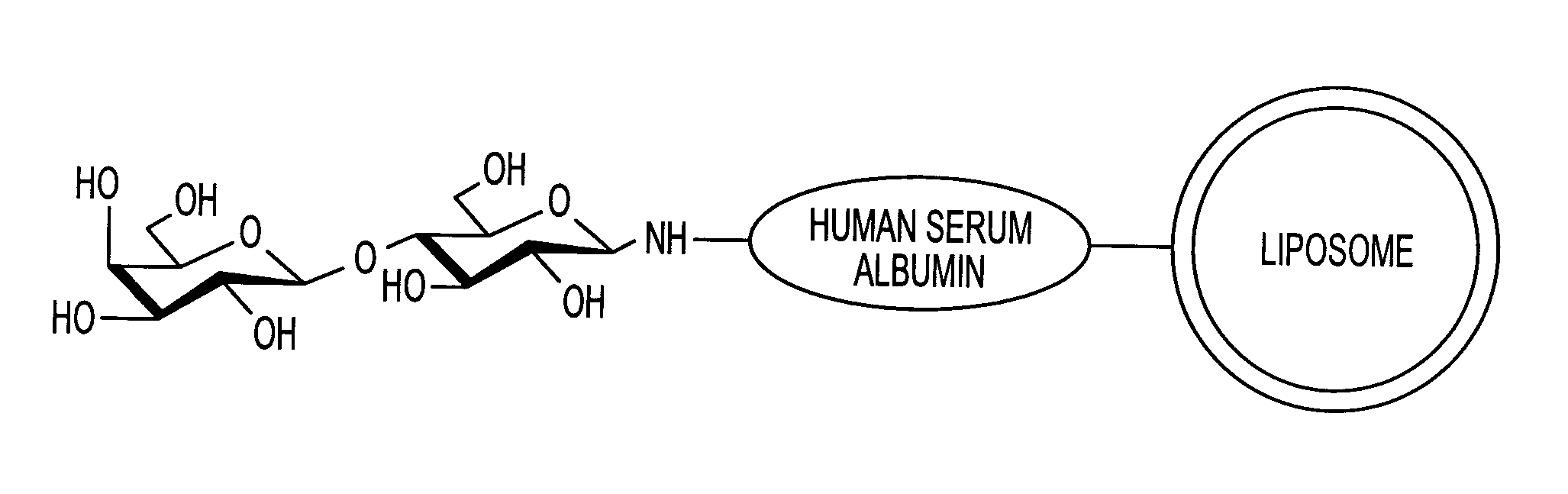 Sugar-modified liposome and products comprising the liposome