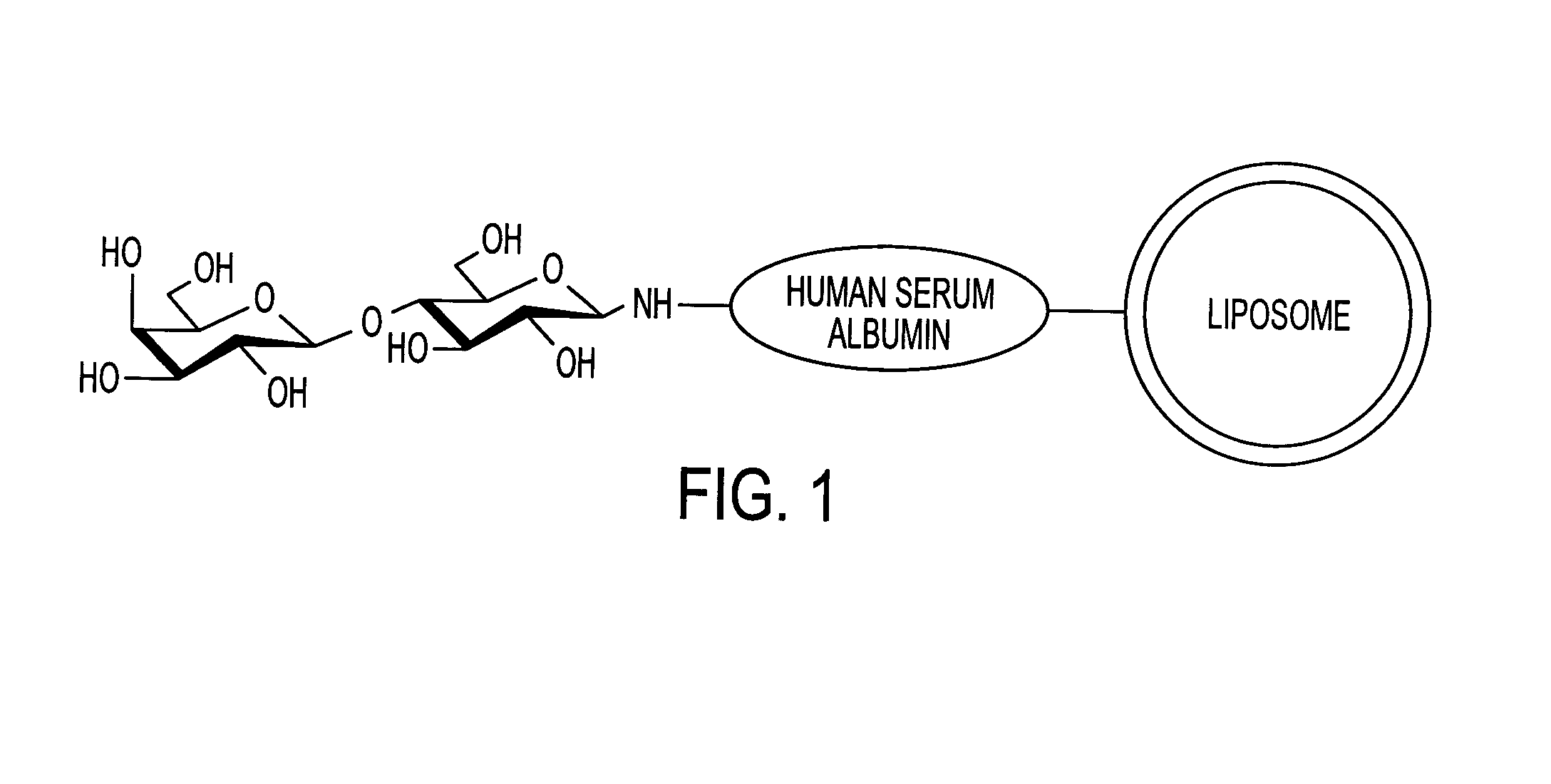 Sugar-modified liposome and products comprising the liposome