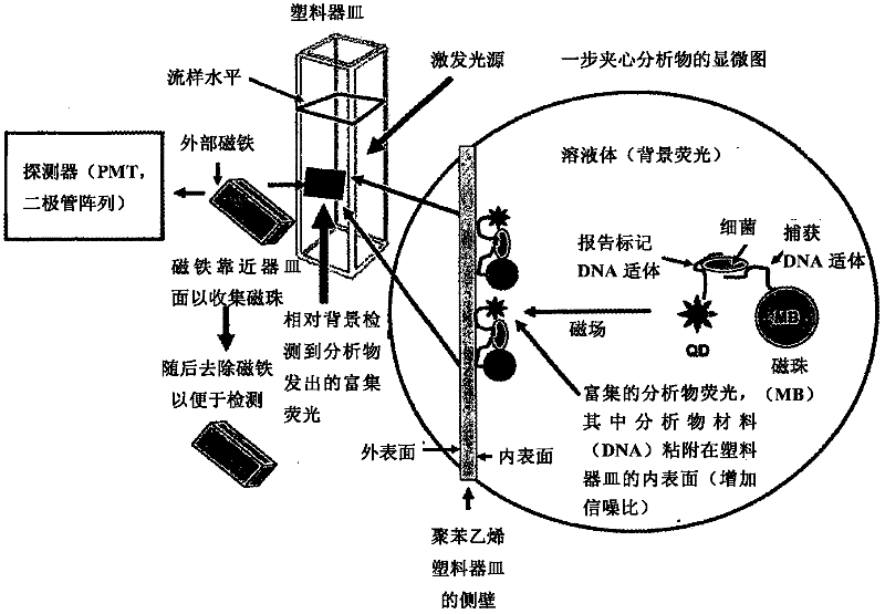 Methods of producing homogeneous plastic-adherent aptamer-magnetic bead-fluorophore and other sandwich assays