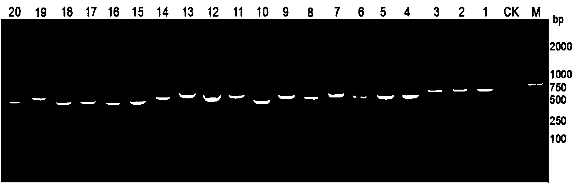 Chinese chestnut blight nest-type PCR (polymerase chain reaction) detection kit and use method thereof