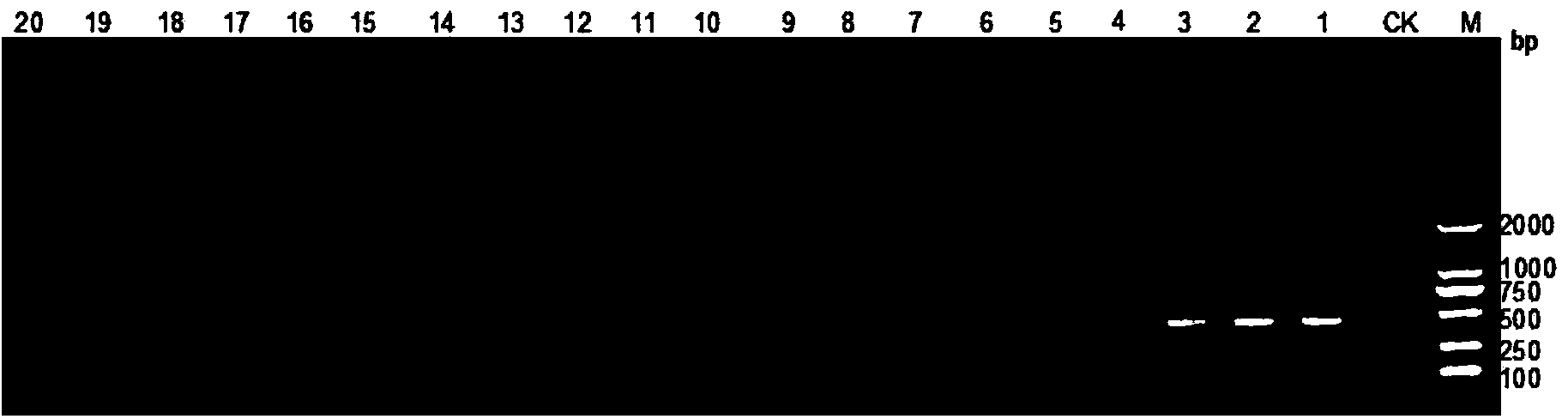 Chinese chestnut blight nest-type PCR (polymerase chain reaction) detection kit and use method thereof