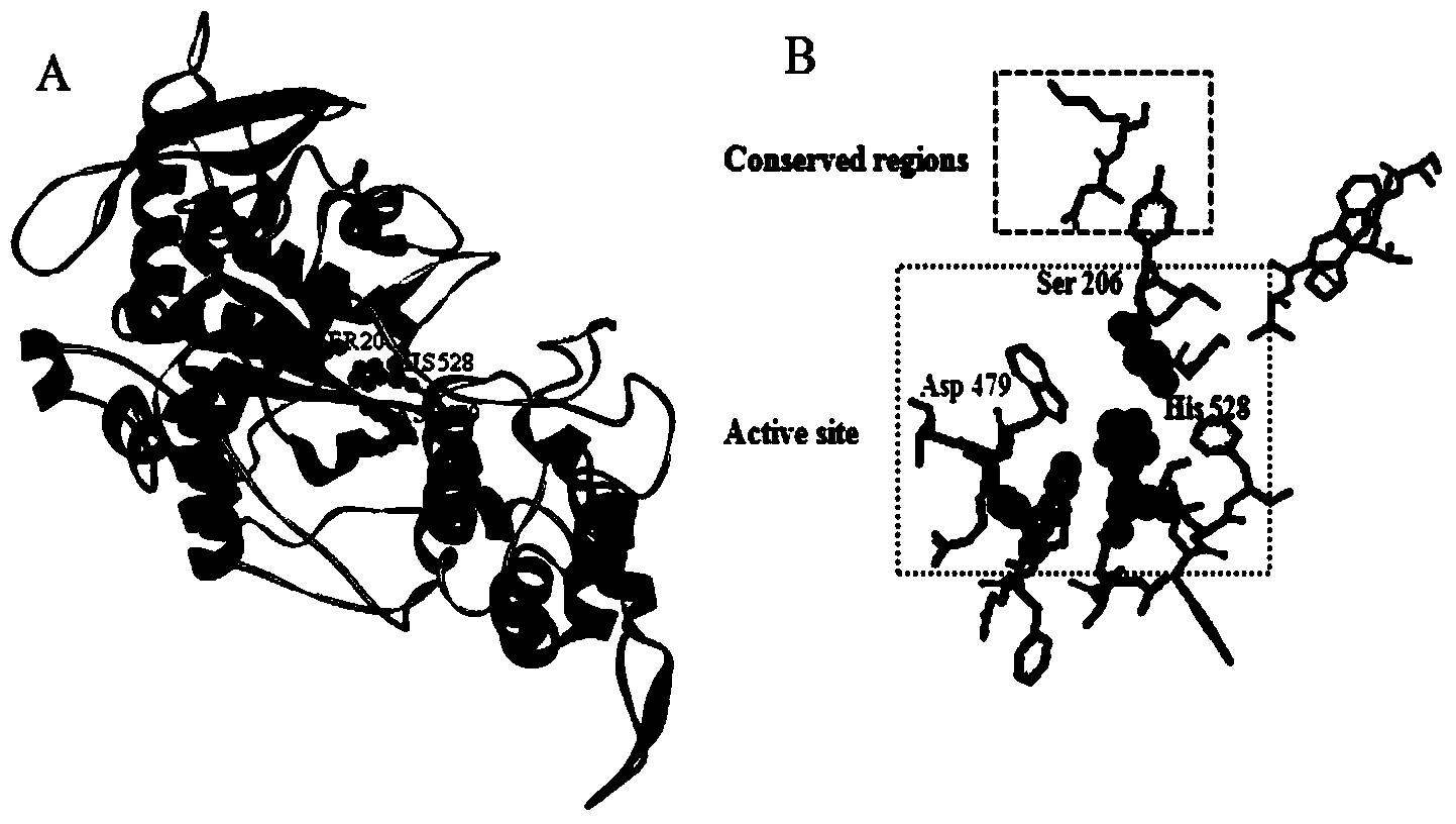 Novel proline specific endoprotease gene and application thereof