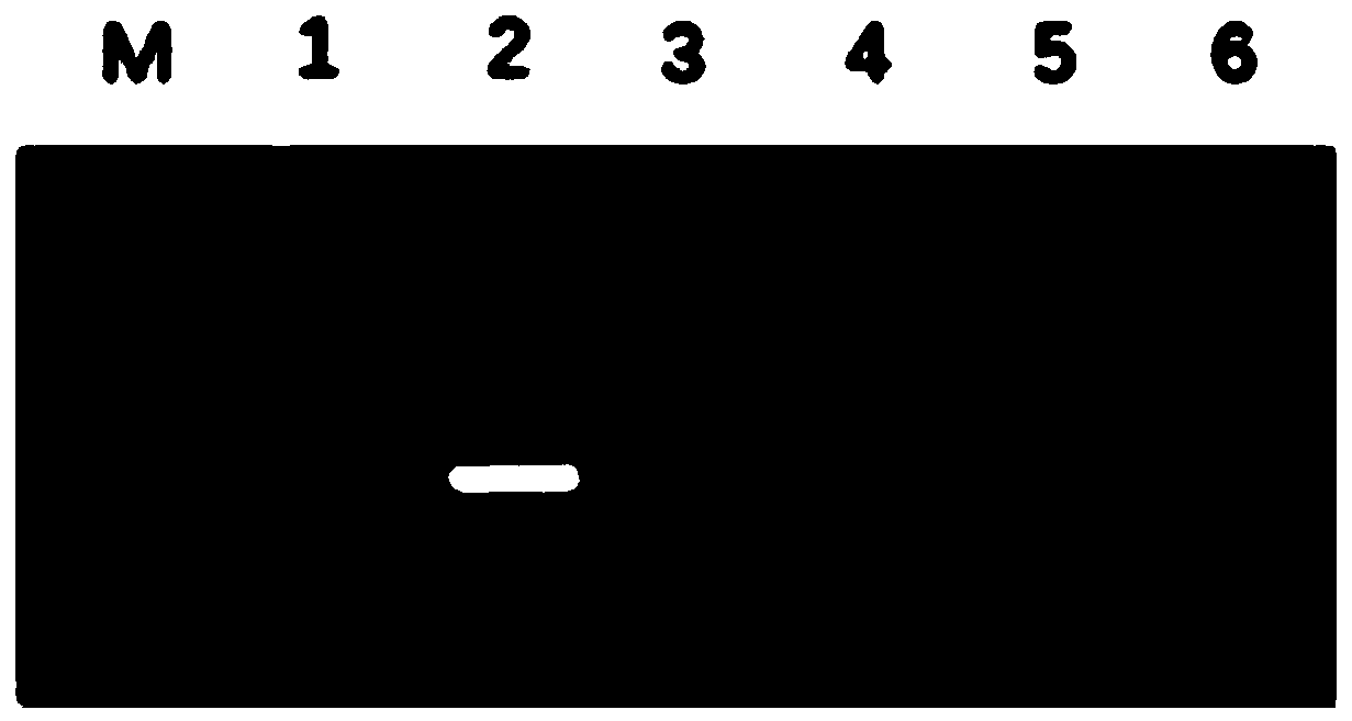 Application of atga2ox1 gene in regulating stress resistance of plants and method for cultivating stress-resistant plants