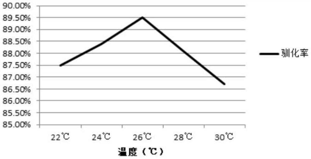 Artificial feed domestication method for hybrid siniperca chuatsi