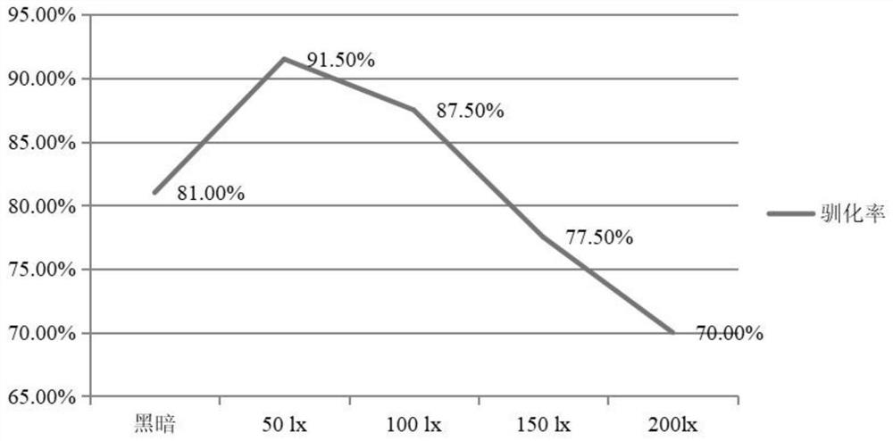 Artificial feed domestication method for hybrid siniperca chuatsi