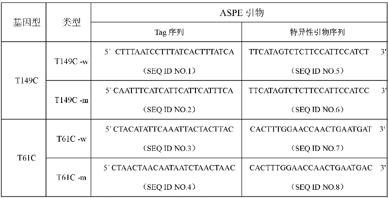 Specific primers and liquid phase chip for polymorphic detection of human hedgehog interacting protein (HHIP) gene