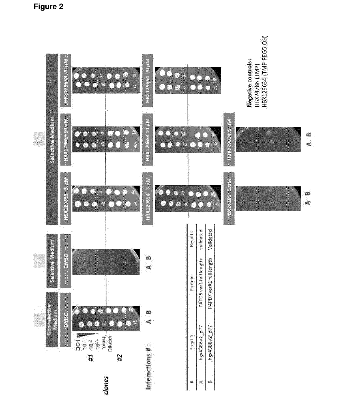 Nucleic acid molecules for reduction of papd5 or papd7 mRNA for treating hepatitis b infection