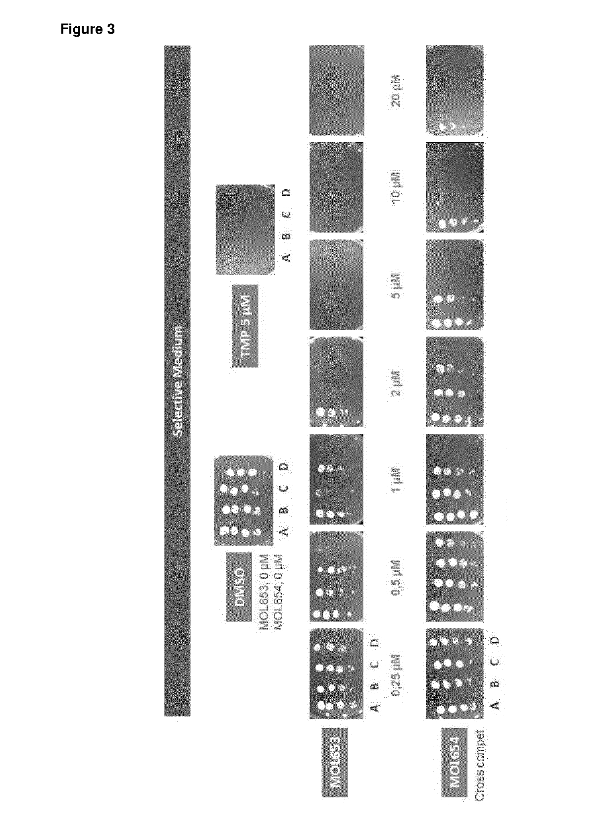 Nucleic acid molecules for reduction of papd5 or papd7 mRNA for treating hepatitis b infection