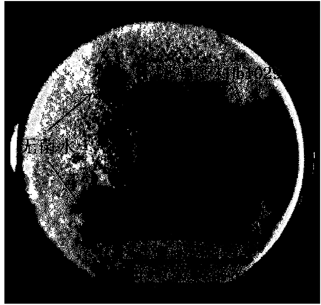 Photorhabdus luminescens Hb1029 and application thereof