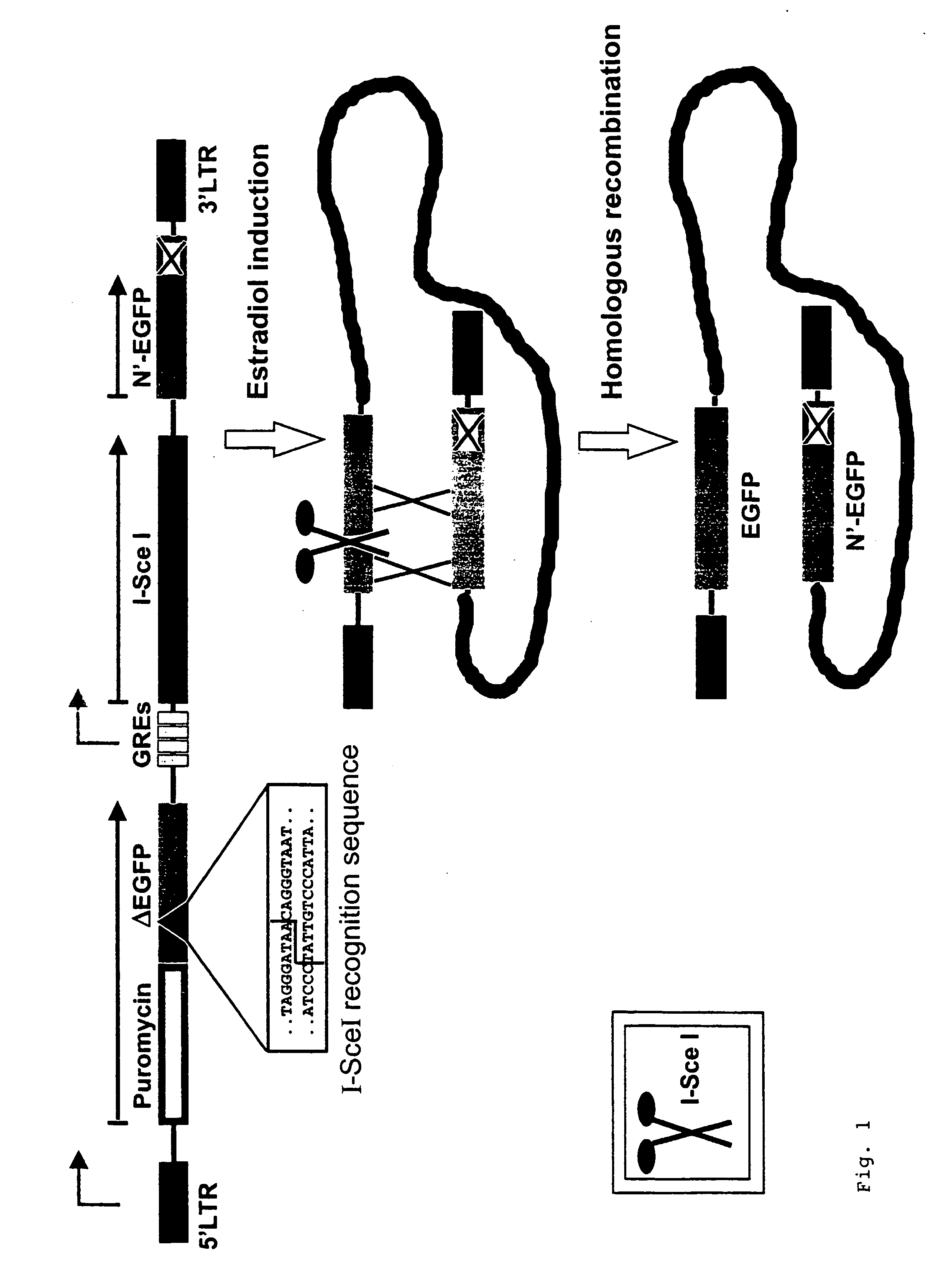 Test system for determining gene toxicities