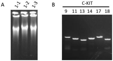 Primer combination and its application for detecting c-kit gene mutation in trace tissue