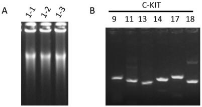 Primer combination and its application for detecting c-kit gene mutation in trace tissue