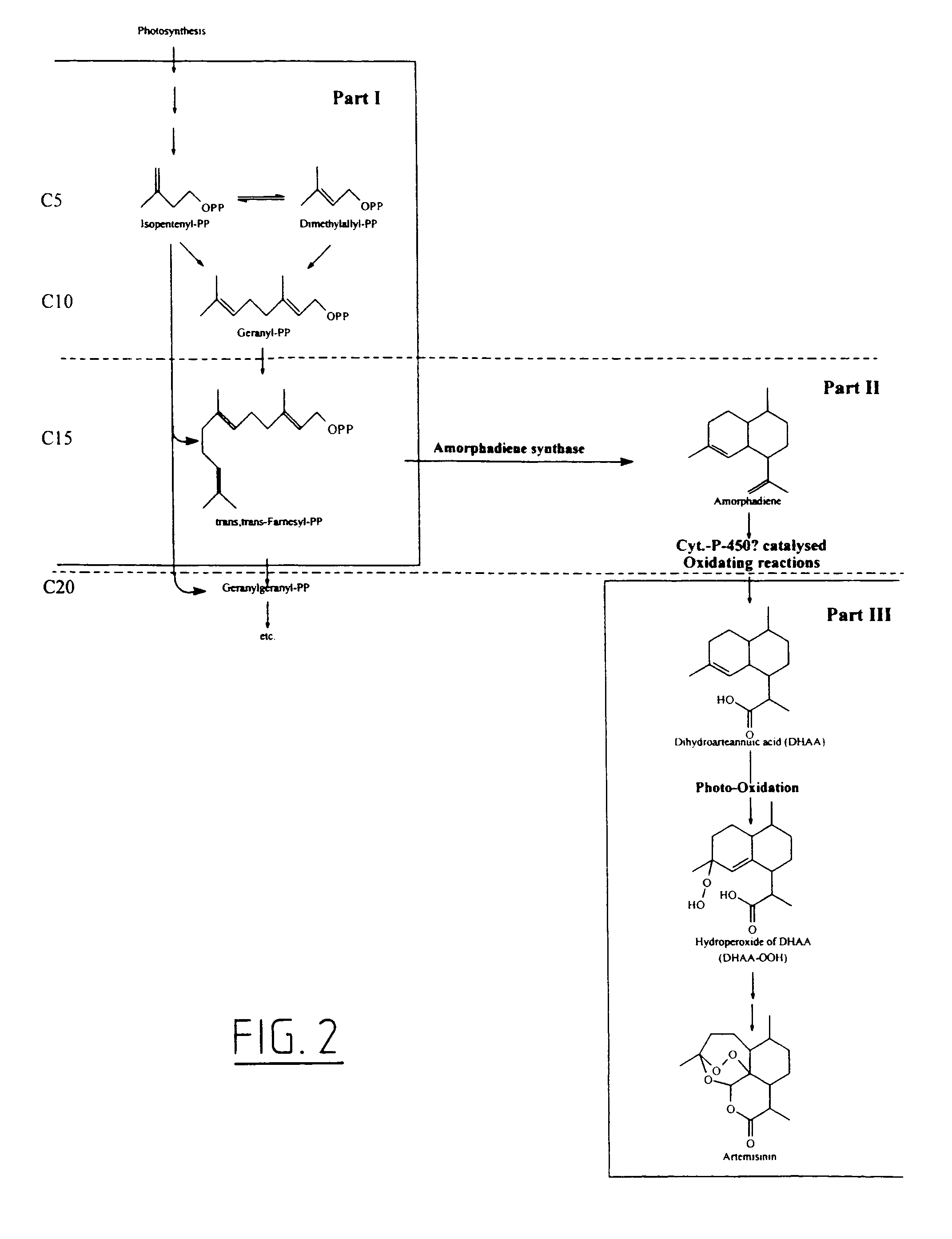 Transgenic amorpha-4,11-diene synthesis