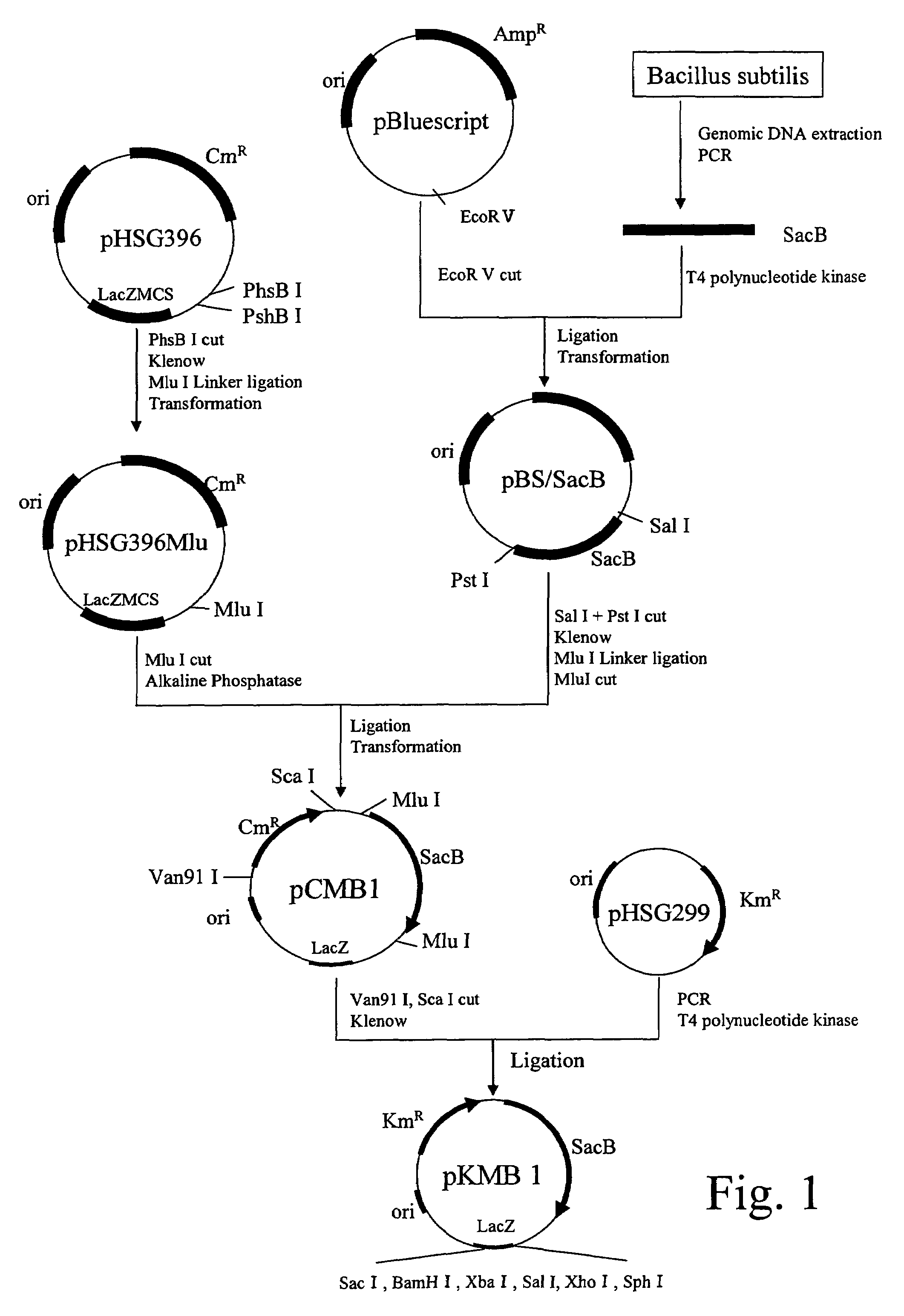 Method for producing non-amino organic acid