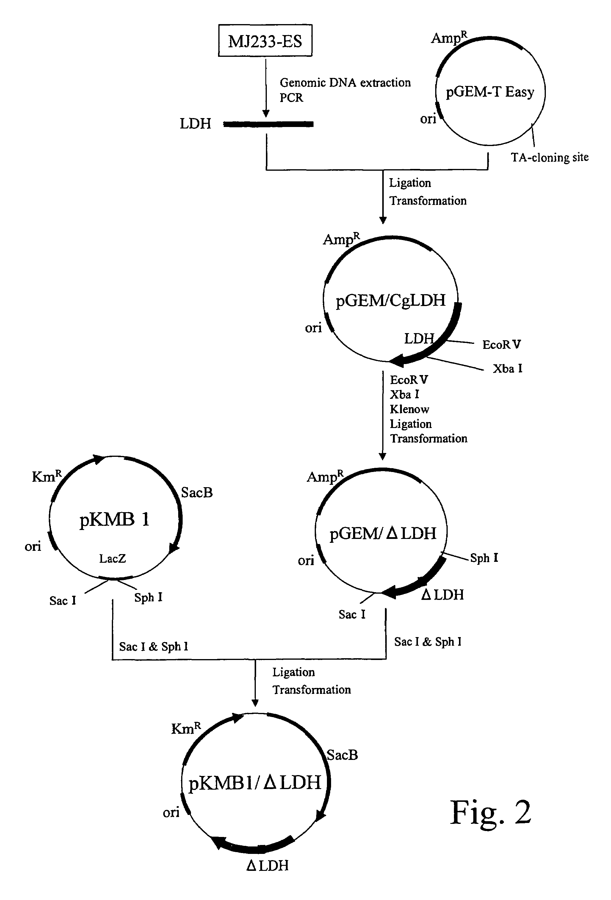 Method for producing non-amino organic acid