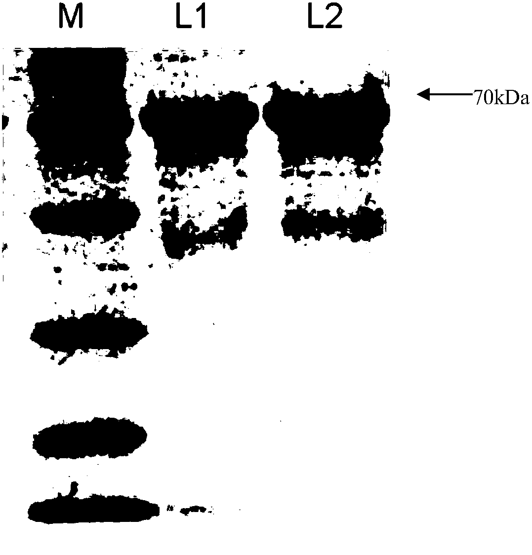 Beta-galactosidase two-site mutant with high transglycosylation and low hydrolytic activity and preparation method thereof