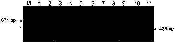 Molecular-specific marker primers and methods for identifying Houttuynia cordata and Baibu Huanhun