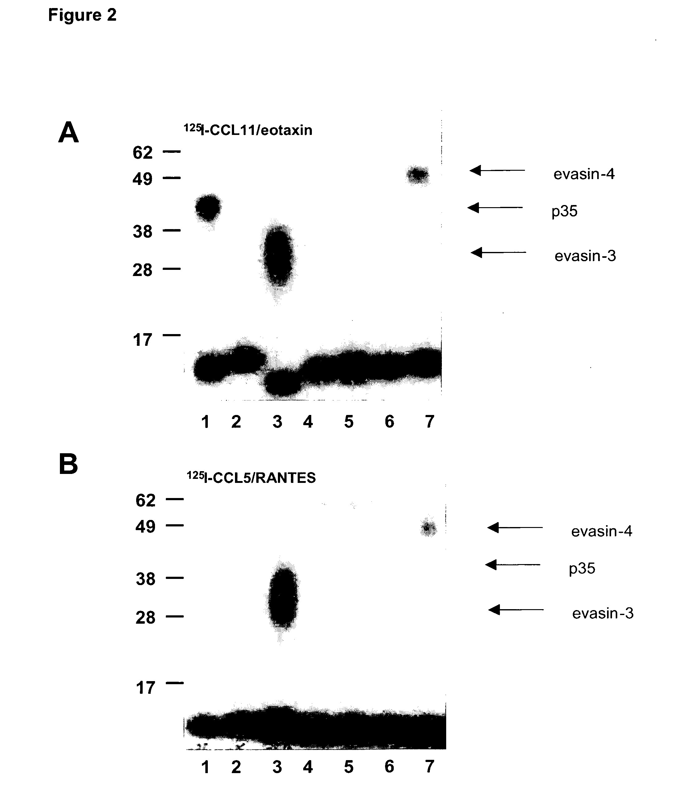 Novel Cc-Chemokine Antagonists