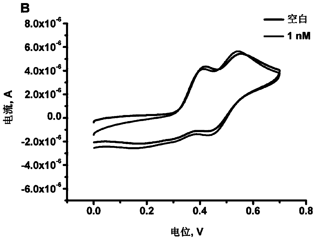 Polyadenine-based DNA capture probe, biosensor and detection method thereof