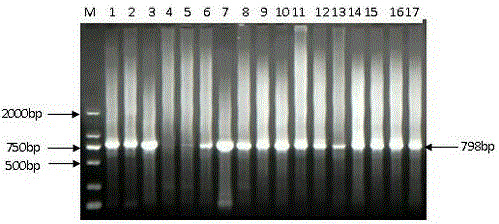 A rapid extraction method of Huanglongbing bacteria dna