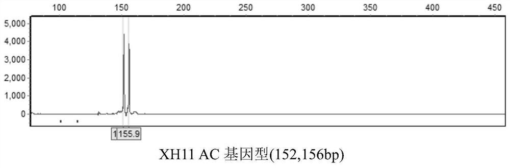 Microsatellite marker related to growth traits of takifugu obscurus, primer, method and application thereof