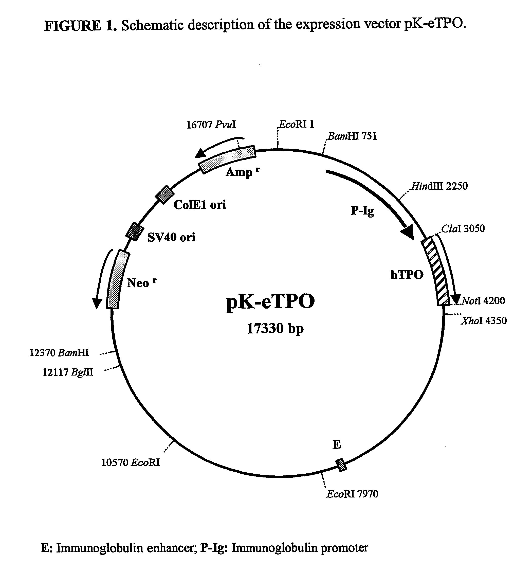 Methods for preparing human thrombopoietin polypeptides by mammalian cell cultures