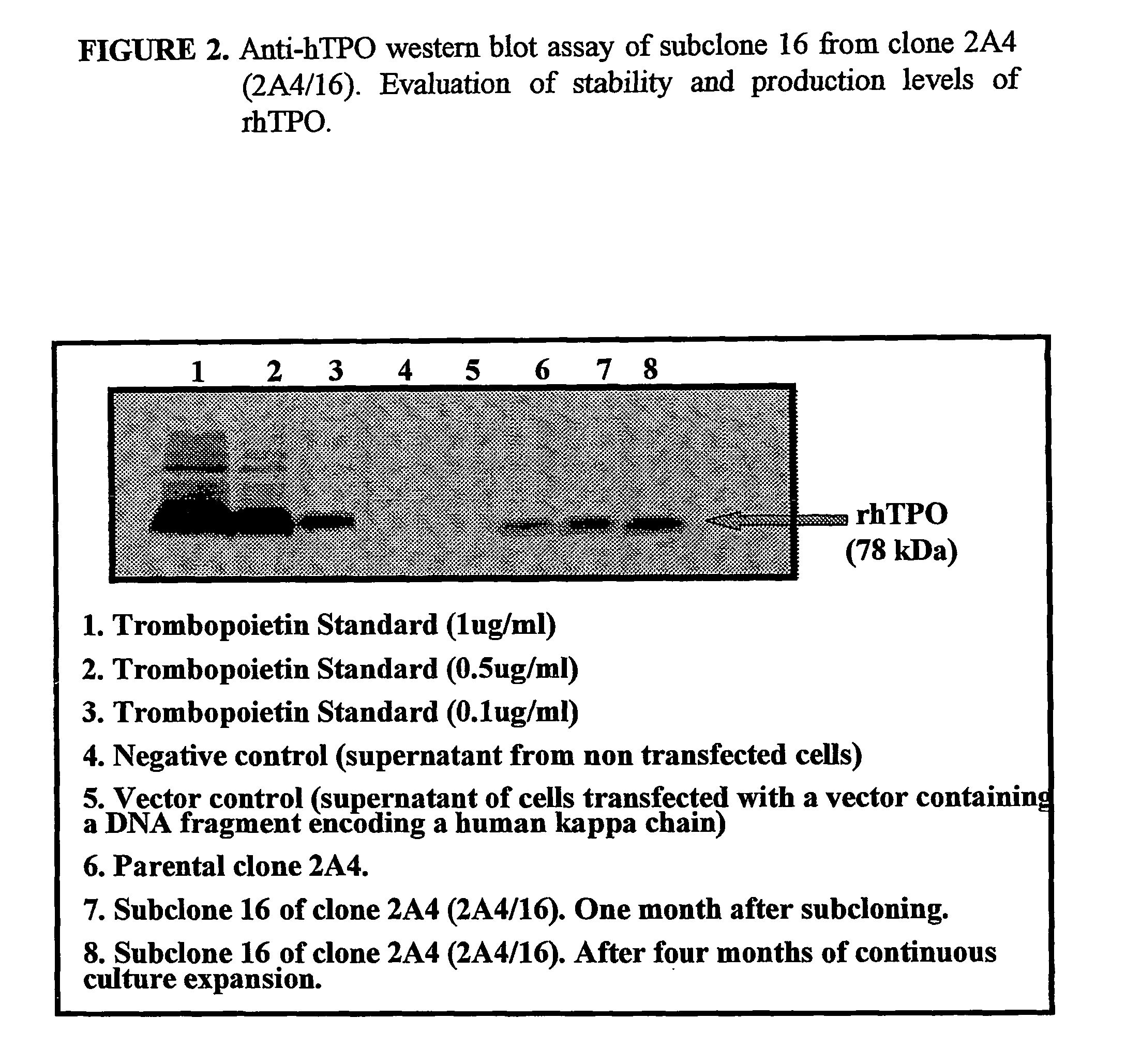 Methods for preparing human thrombopoietin polypeptides by mammalian cell cultures