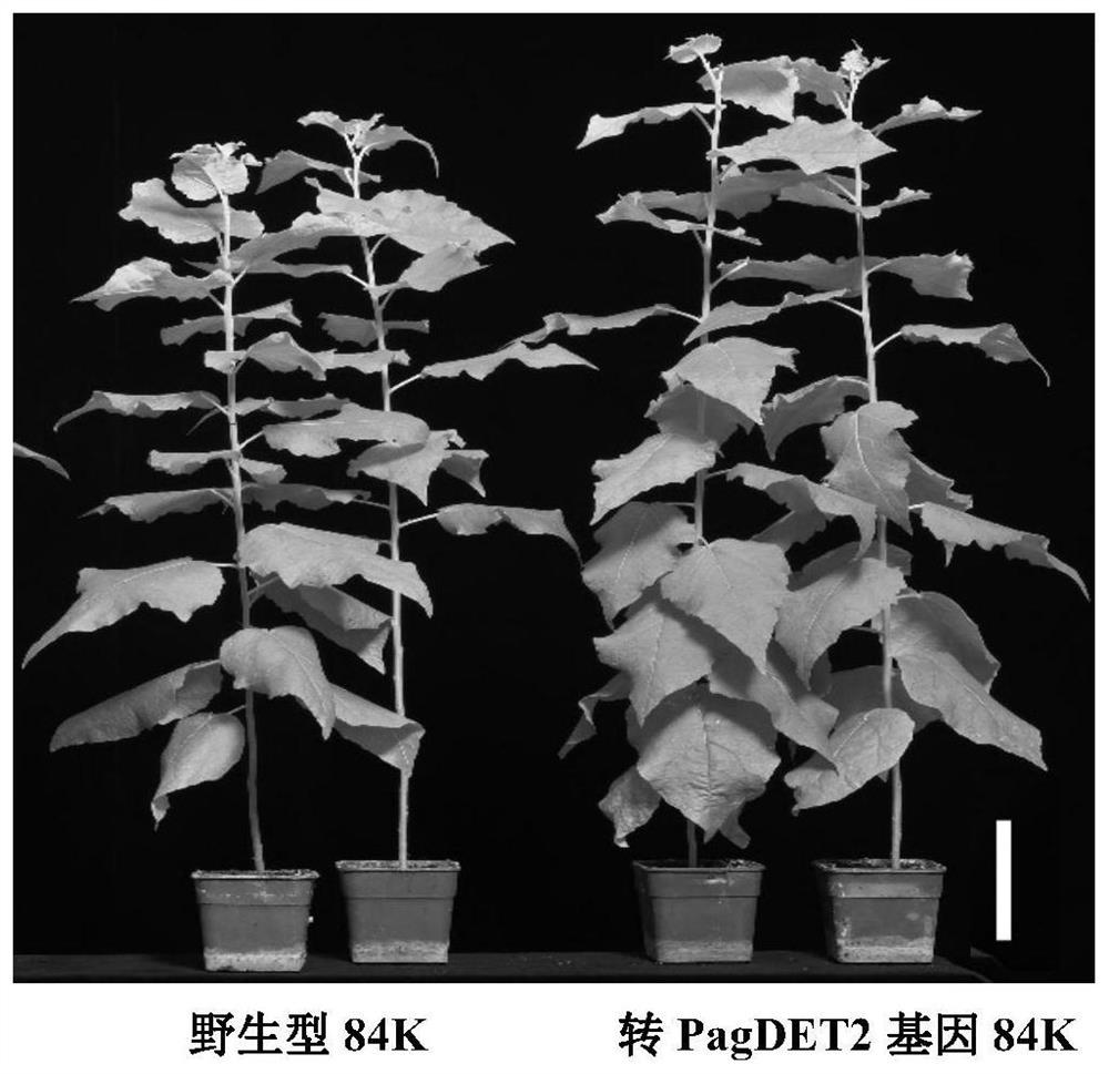 A rate-limiting gene for brassinolide synthesis regulating poplar wood formation and its application