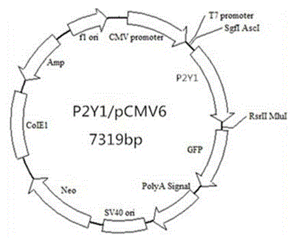 P2Y1/U2OS cell strain and preparation method and application thereof