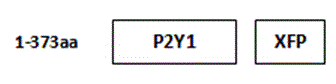 P2Y1/U2OS cell strain and preparation method and application thereof