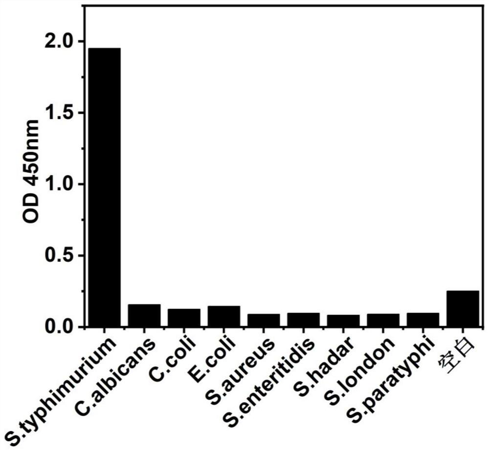 A kind of anti-salmonella typhimurium nanobody and its application