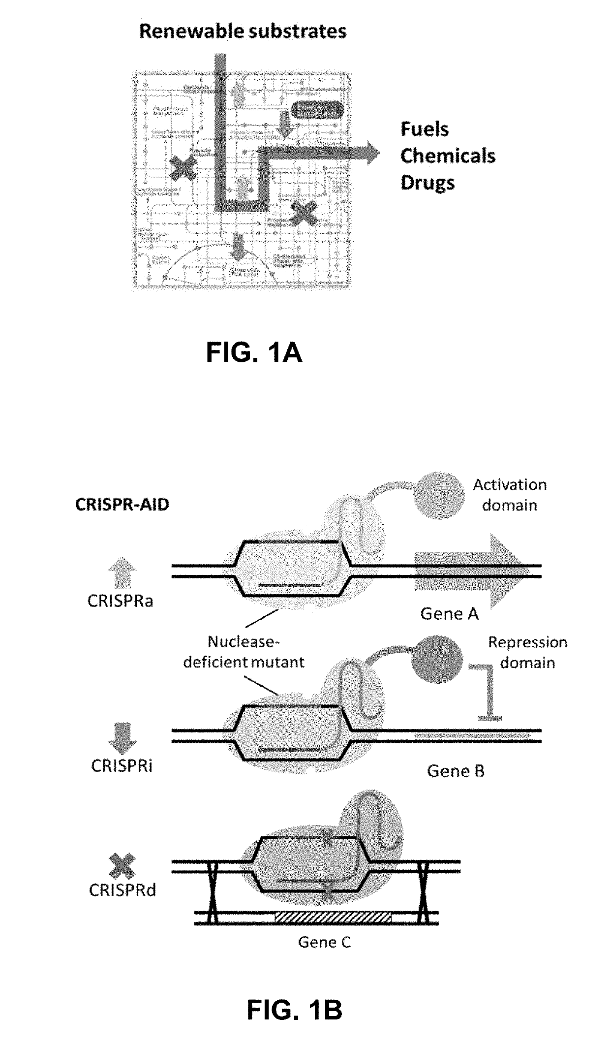 Combinatorial Metabolic Engineering Using a CRISPR System