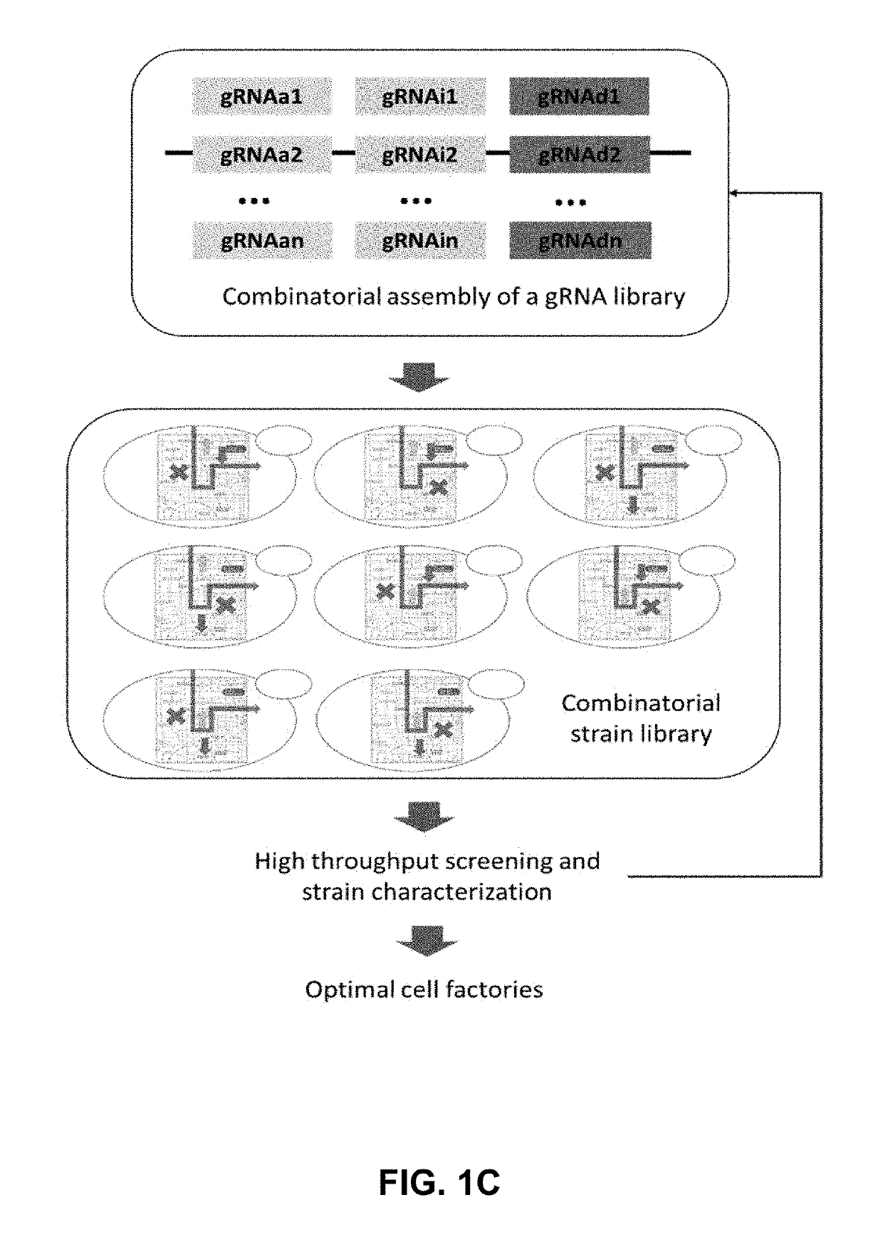 Combinatorial Metabolic Engineering Using a CRISPR System